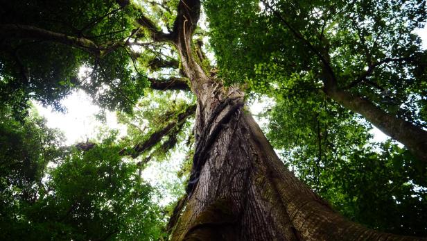 Costa Rica - Ceiba Baum