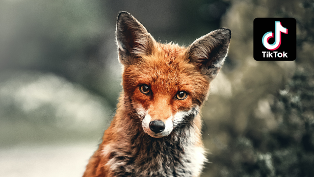Was bedeutet fox, cat, deer oder bunny pretty auf TikTok?