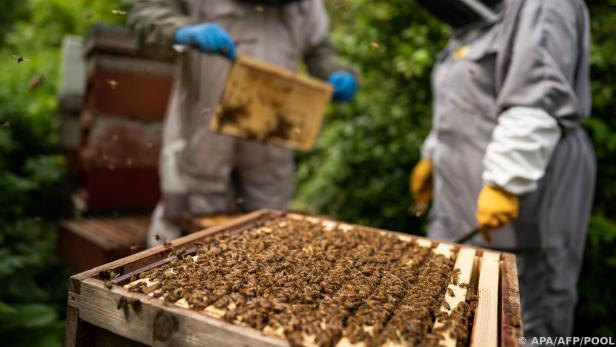 Auf dem Geländer des Buckingham-Palasts gibt es Bienenstöcke