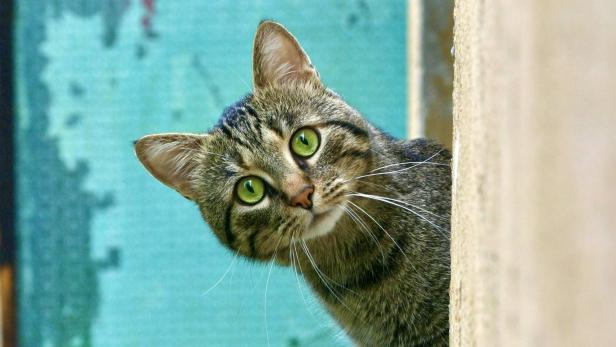 Mit Katze sprechen: TikToker verrät, wie Tiersprache funktioniert