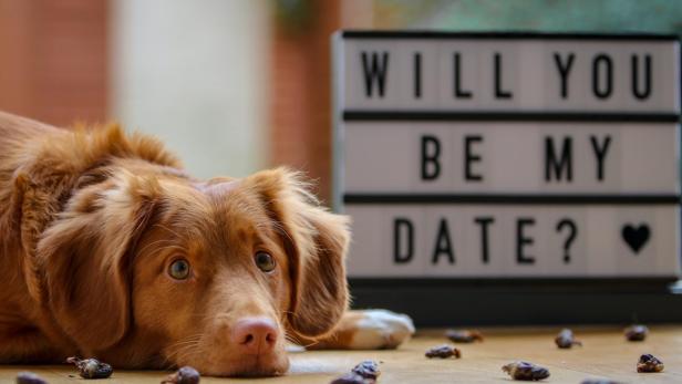 Eine neue Studie zeigt, welche Haustiere auf Dating-Portalen besonders gut ankommen!