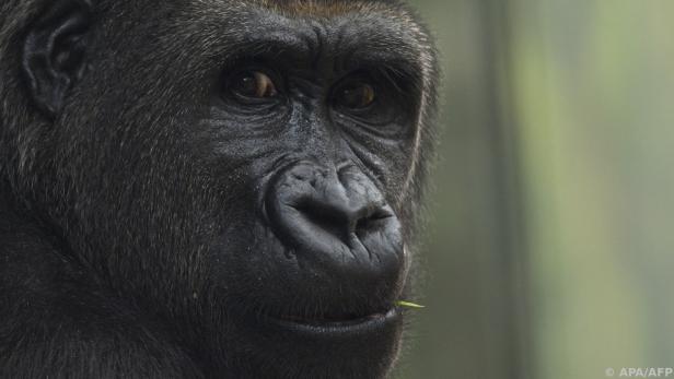 Berggorillas tragen Geister-DNA in sich