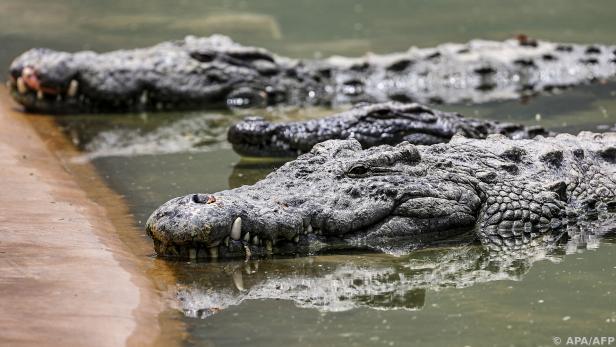 Krokodile orientieren sich an den Kriterien "Rauheit" und "Chaos" im Schrei