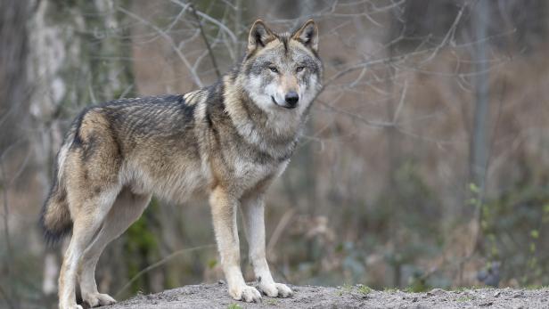 200 Schafe auf Dachsteinplateau vermisst oder gerissen