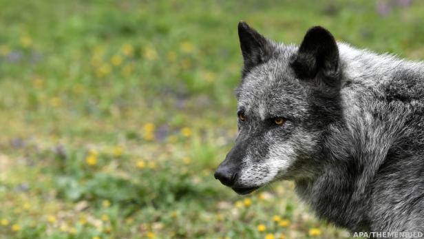 Im Mühlviertel wurde ein Wolf getötet