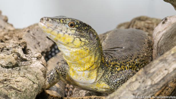 Erste erfolgreiche Krokodilschwanzteju-Nachzucht in einem Zoo