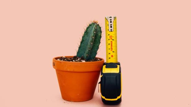 Maßstab steht neben einem Kaktus angelehnt