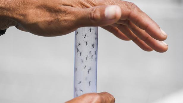 Das Dengue-Fieber wird durch Mücken übertragen