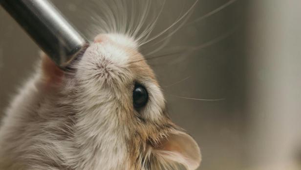 Hamster trinkt aus dem silbernen Kolben einer Wasserflasche