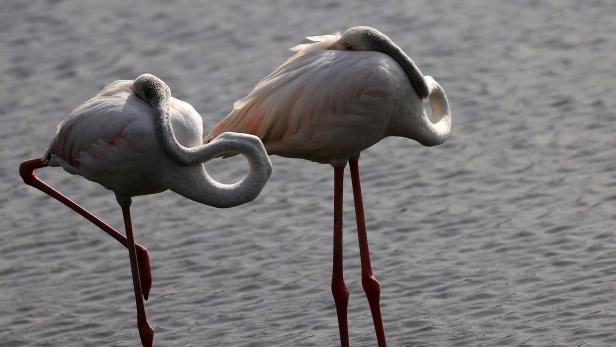 Flamingos kommen vor allem in Ostafrika vor