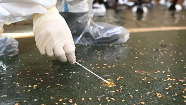 Forscher fanden direkt in Stadt New York Vogelgrippe-Viren