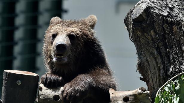 Ein Bär in einem italienischen Zoo (Symbolbild)