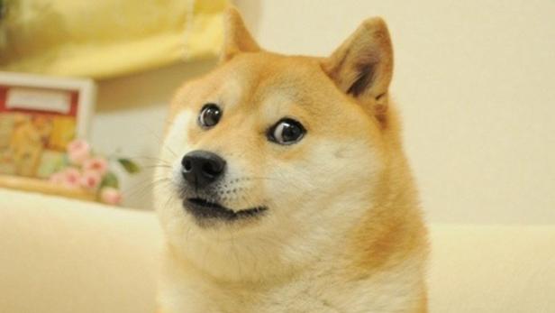 Der virale Doge-Meme-Hund ist tot! Im Netz trauern User:innen über den japanischen Tierstar Kabosu. 