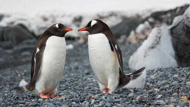 Zwei Pinguine stehen sich an einem Steinstrand gegenüber