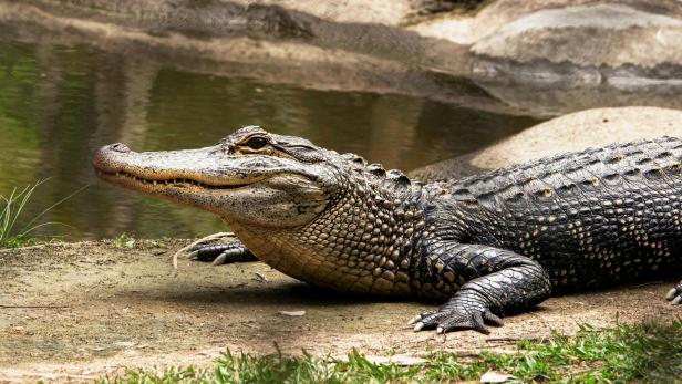 Krokodil im Kochtopf