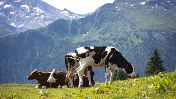 Die Tiroler Agrargemeinschaften-Debatte flammte erneut auf