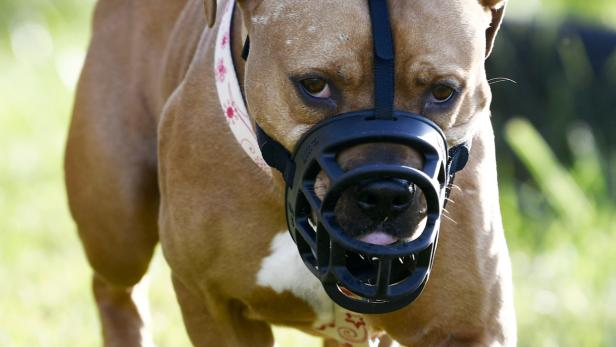 Für Pit Bull Terrier gelten in Oberösterreich strengere Haltevorgaben