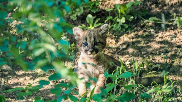 Endlich wieder Puma-Nachwuchs