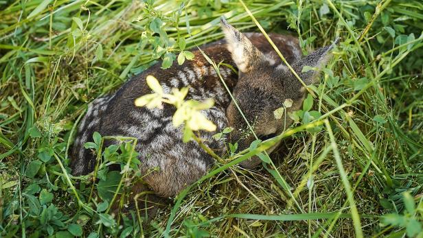 Landwirt tötete bei Mäharbeiten offenbar mehrere Rehkitze (Symbolbild)