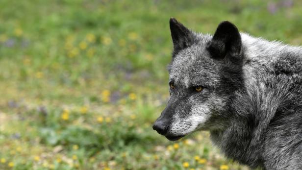 Wolf in Vorarlberg zum Abschuss freigegeben