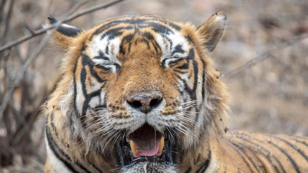 Sambarhirsche als Beute ausgewildert