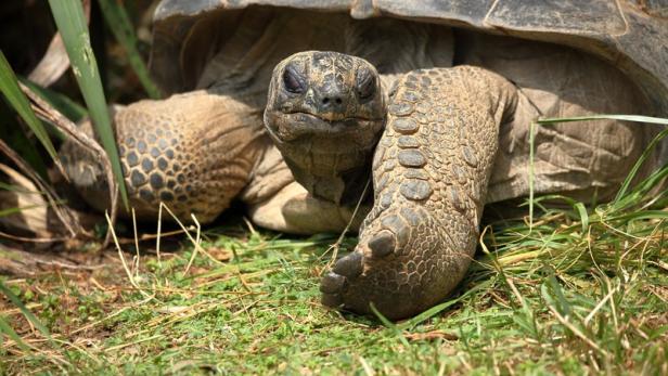 Schönbrunn: Riesenschildkröten ins Wüstenhaus übersiedelt