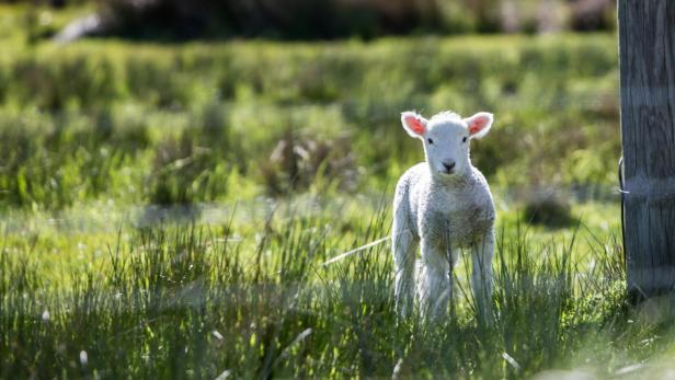 Halb Schaf, halb Ziege - Schiege in Norddeutschland geboren