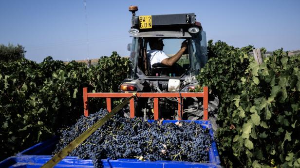 Kein gutes Weinjahr in Frankreich und Italien