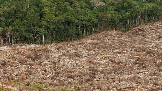 6,37 Millionen Hektar Wald gingen dem Bericht zufolge im Jahr 2023 verloren