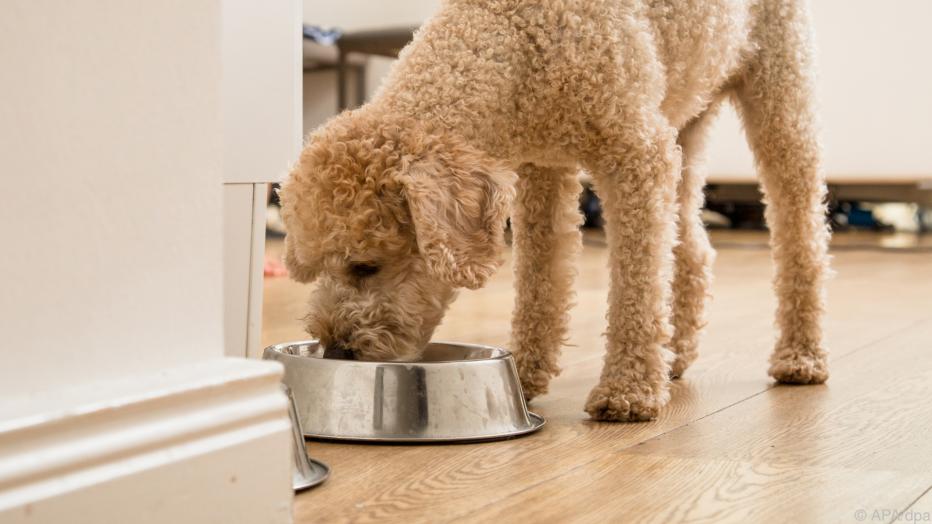 Test Futter für alte Hunde nicht seniorengerecht