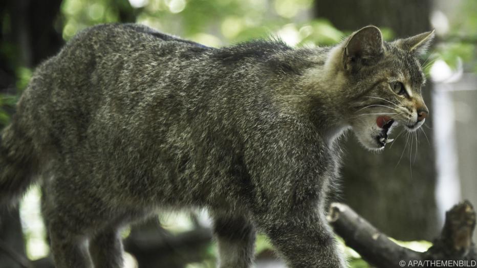 Europ\u00e4ische Wildkatze erstmals in Vorarlberg nachgewiesen