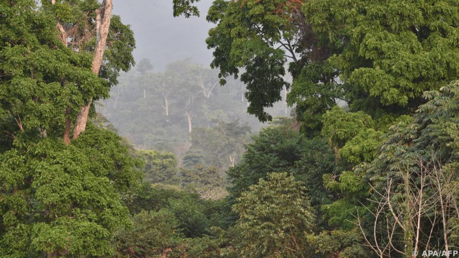 Große Regenwald-Staaten Unterzeichnen Umwelt-Allianz