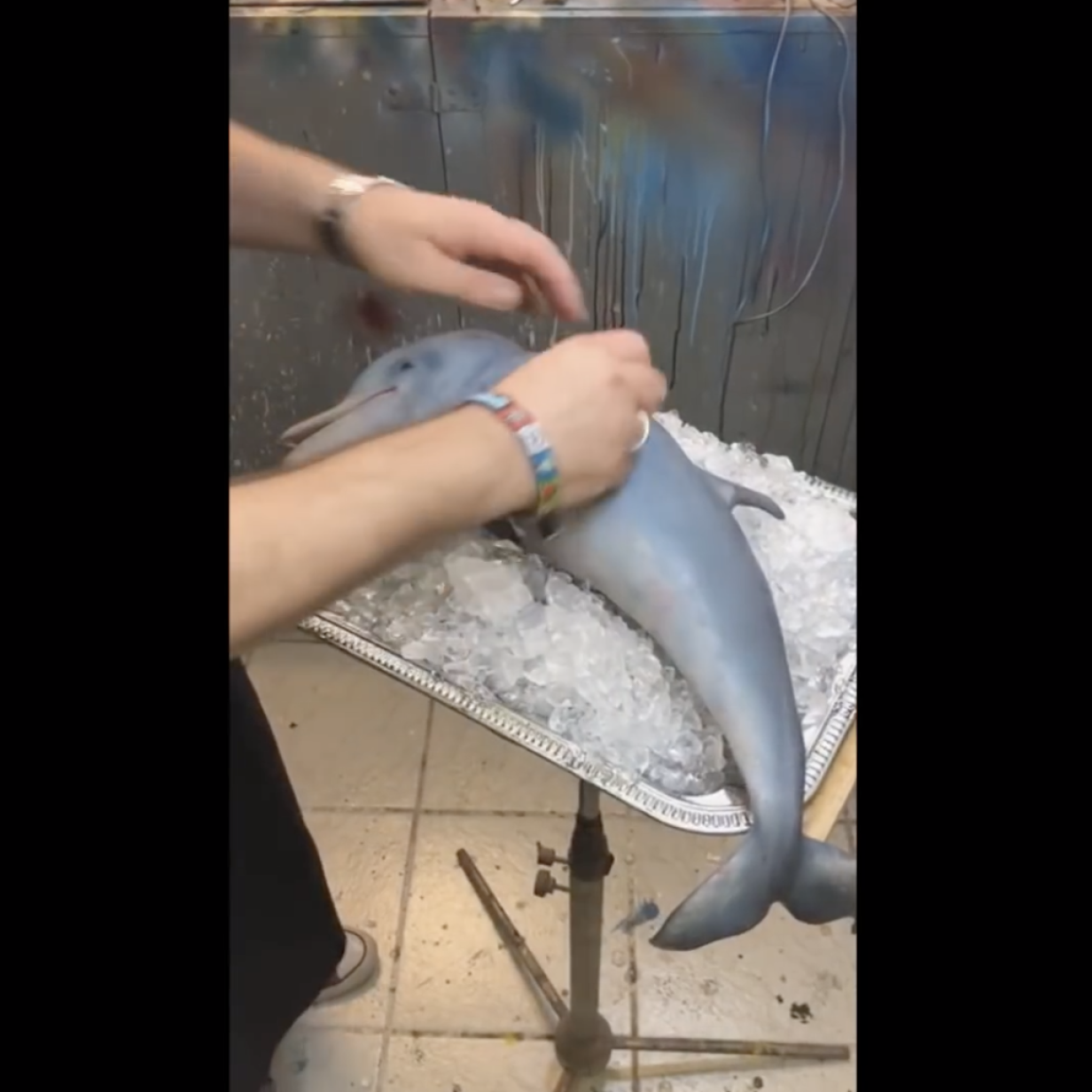 Ein Youtuber Hat So Getan Als Wurde Er Einen Baby Delfin Essen Um Seine Fans Wachzurutteln