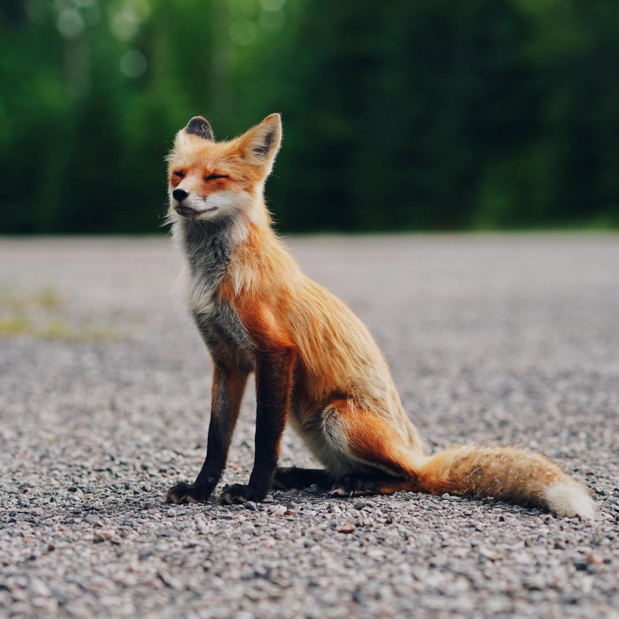 In Berlin Hat Ein Fuchs Uber 100 Schuhe Gestohlen