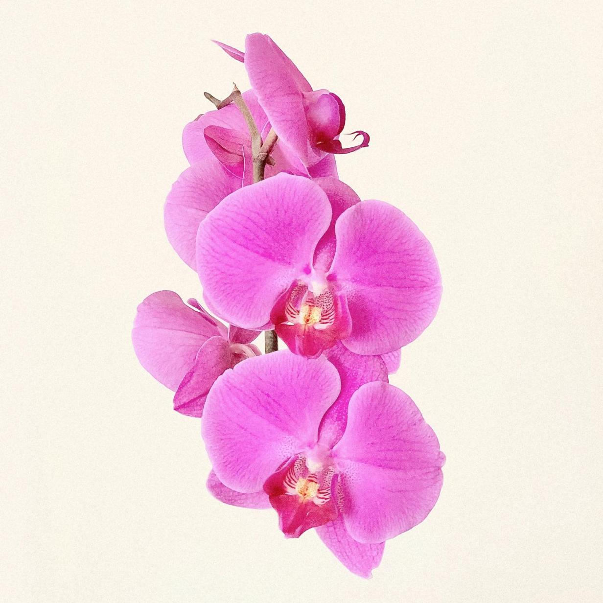 Blühende Orchidee: Wie funktioniert die innige Sexstellung?