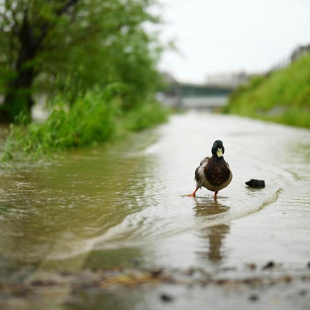 WWF für Fluss-Schwerpunkt bei Renaturierungsplan