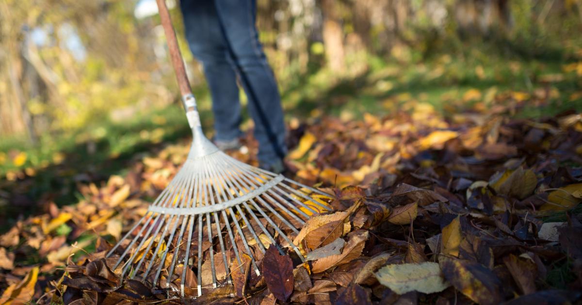 Der richtige Umgang mit Laub im Garten