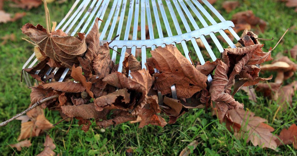 Den Rasen im Herbst vor Unkraut und Moos schützen