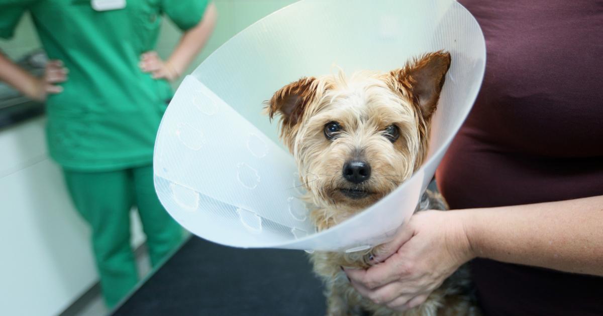 Heimische Krankenstation Der Hund als Patient
