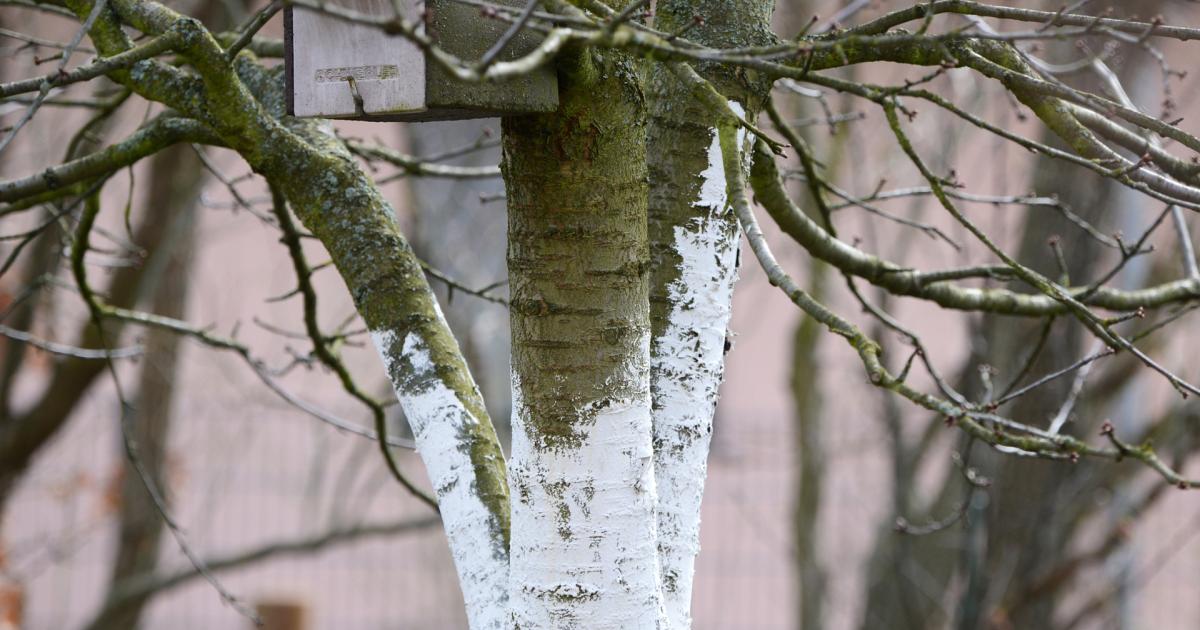 Bäume weiß streichen und vor der Sonne schützen