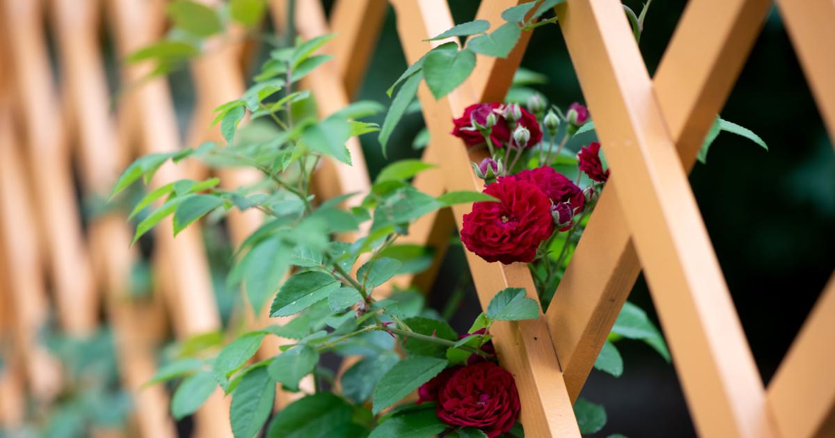 Rankhilfe für Kletterpflanzen auf dem Balkon selber bauen
