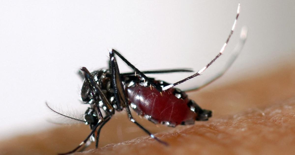 "Asian Tiger Mosquitoes Spreading in Austria: Importance of Mosquito