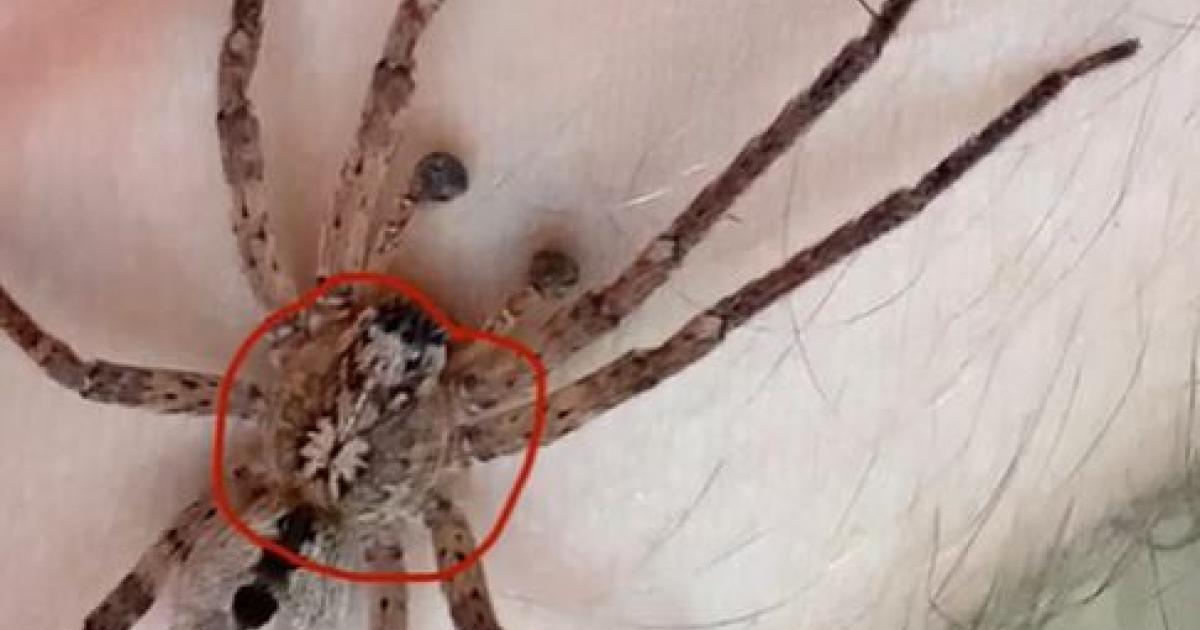 Nosferatu spider on the rise: is it dangerous?